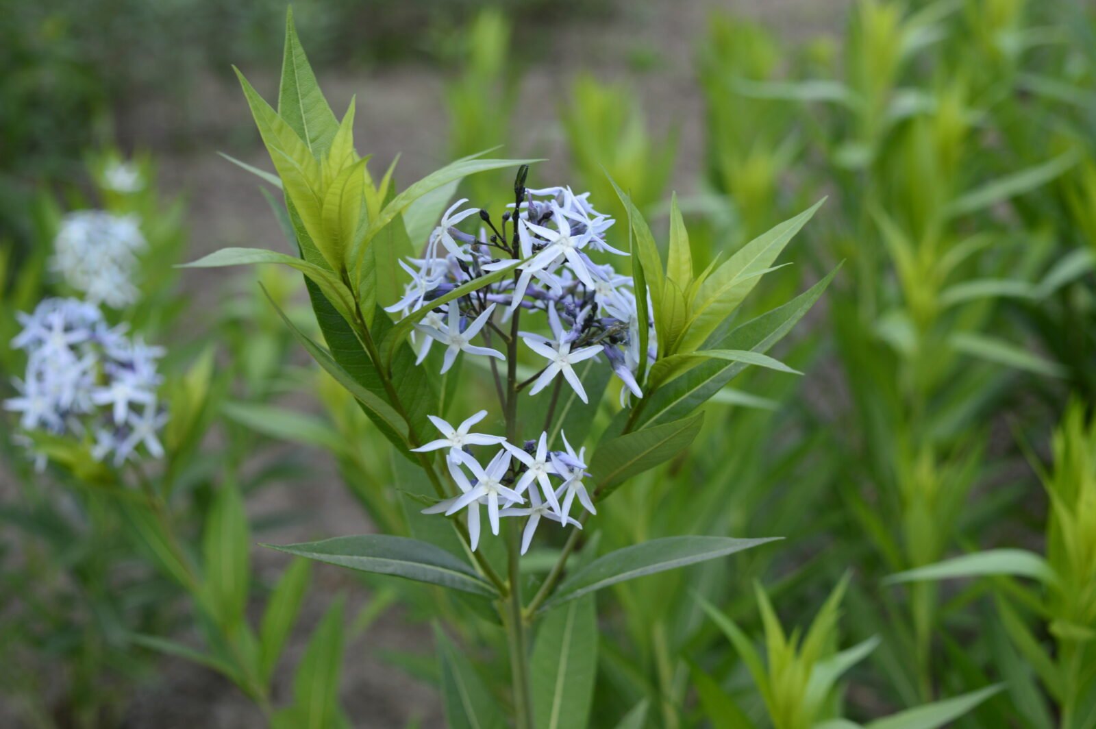 Eastern Blue Star   Direct Native Plants   MD, DE, PA, VA